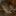 Brown-rat-