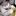 Cat_drinking_beer-12950